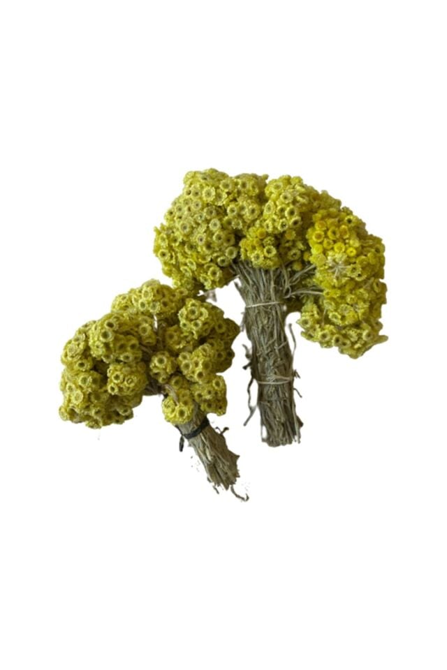 Altın Otu (1 Demet)